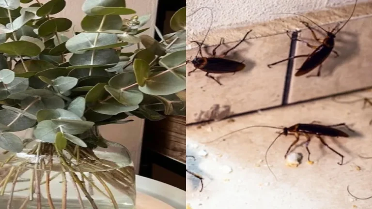 10 Plantas repelentes naturais para espantar baratas da sua casa