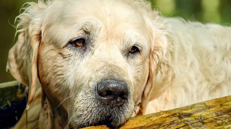 13 Raças de cães mais dóceis do mundo: Descubra o companheiro perfeito