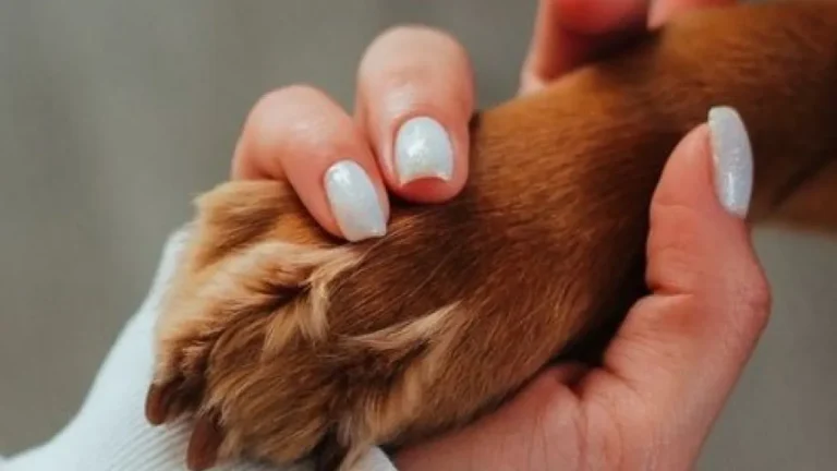 5 dicas para conseguir superar a morte do seu pet