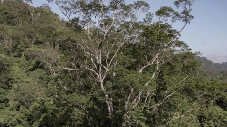 Angelim-vermelho: Descoberta da Maior Árvore do Brasil na Amazônia – Guia Completo