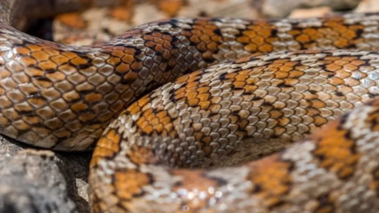 As 10 cobras mais venenosas do mundo: Conheça estas serpentes mortais