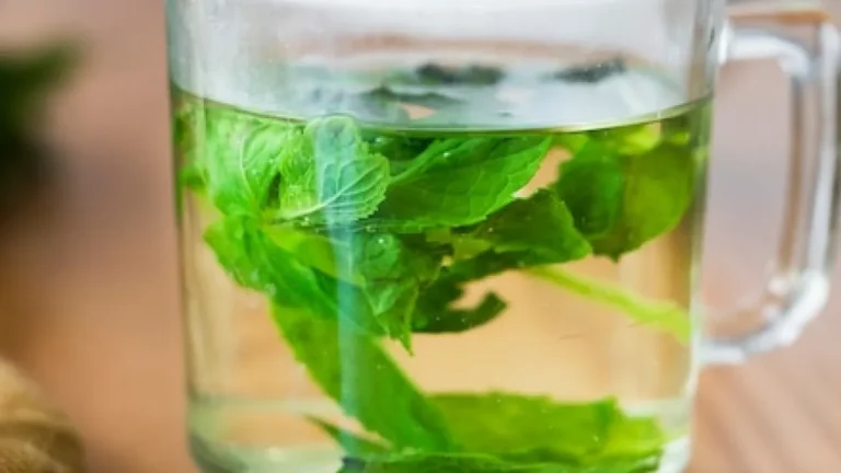 Chá de Hortelã: Descubra 6 benefícios comprovados desta poderosa bebida natural