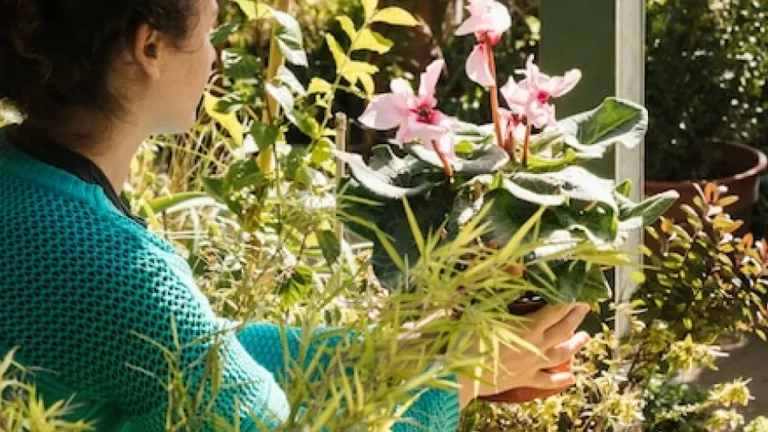 Como criar e manter jardins exuberantes em diferentes condições climáticas