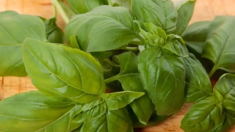 Como cultivar manjericão em casa: Veja como manter sua horta aromática o ano todo