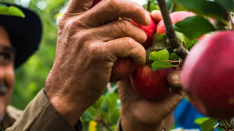 Como pedir pensão por morte rural? Saiba quem tem direito