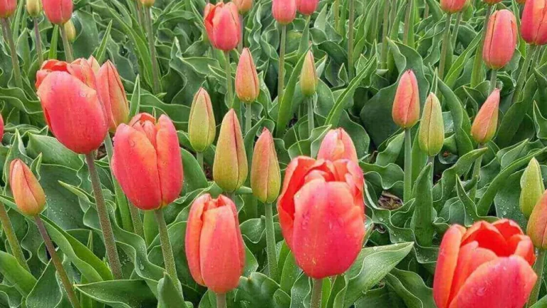 Conheça as 10 plantas mais procuradas pelos brasileiros em 2023