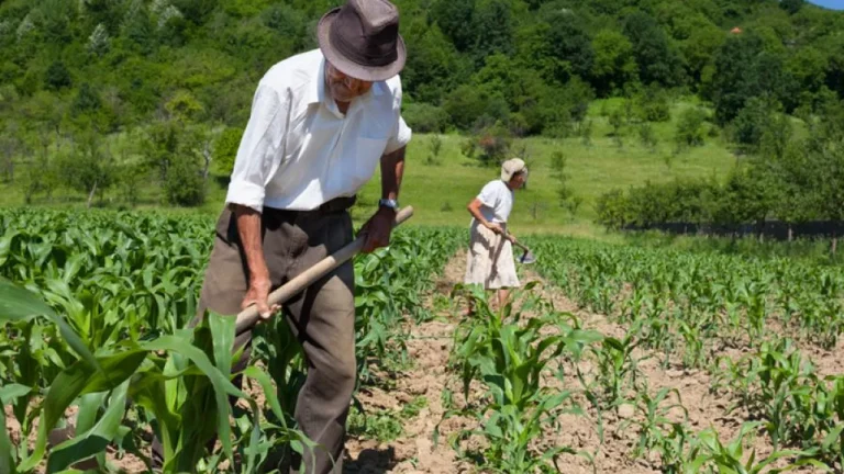 Crédito para agricultura familiar: confira as melhores opções