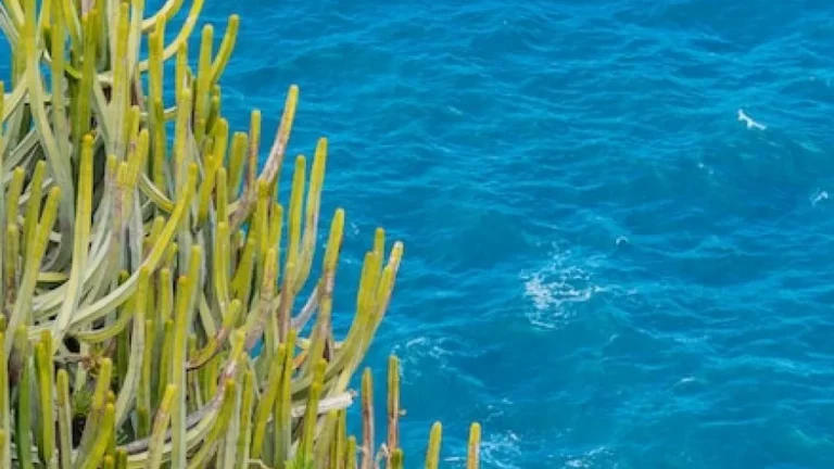 Descoberta Surpreendente: Cientistas revelam planta marinha com 1.400 anos de idade
