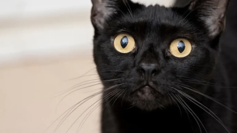 Gato aparece do nada em casa: Descubra o significado espiritual