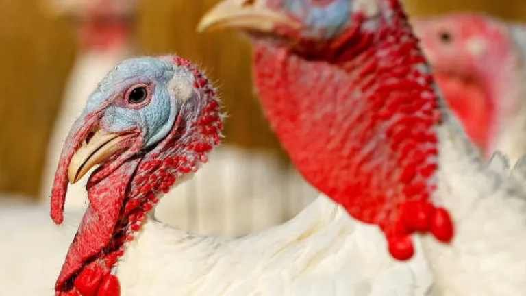 Peru: Benefícios da carne branca, valor nutricional e como preparar