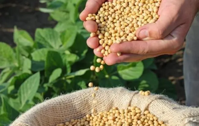 Plantação de soja: 5 passos importantes para não errar no começo