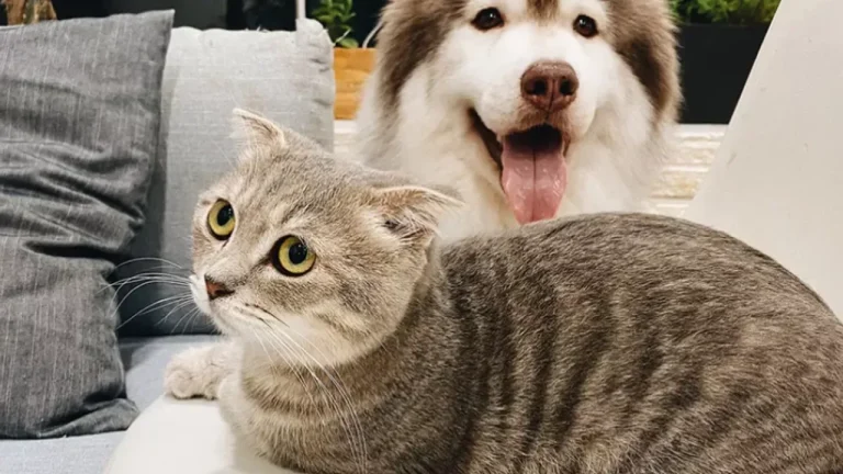 Seguros para pet: entenda como funciona