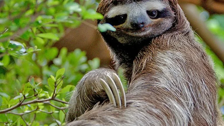 8 Animais mais lentos do mundo: Descubra por que a natureza valoriza a tranquilidade