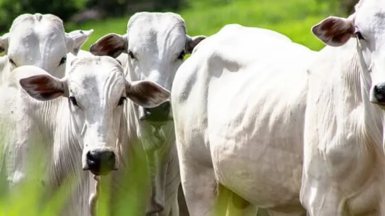 Alimentação e qualidade de vida do gado: confira dica de como melhorar