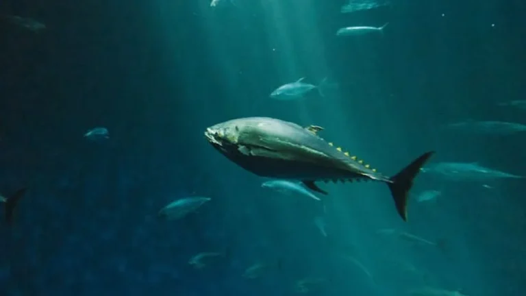 Aquecimento global ameaça o peixe mais valioso do mundo